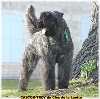 bouvier des flandres du clos de la luette - copyright déposé